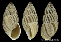 IMG_detallada/Zebrina detrita detrita.jpg